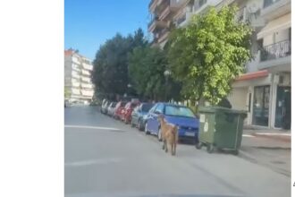 «Στο τέλος θα βγουν και δεινόσαυροι!»: Η αντίδραση οδηγού στην Πτολεμαΐδα όταν είδε μια κατσίκα στον δρόμο (Βίντεο)