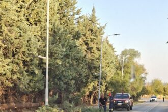 Πτώση δέντρου στον δρόμο προς το Νοσοκομείο Πτολεμαΐδας – Ευτυχώς χωρίς τραυματισμούς - Eordaialive.com