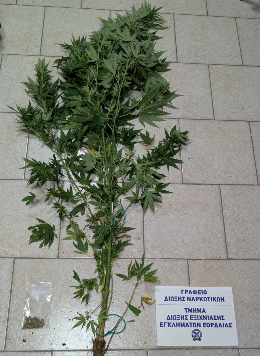 Μπαράζ συλλήψεων για ναρκωτικά σε Πτολεμαΐδα, Κοζάνη και Γρεβενά – Εντοπίστηκε δενδρύλλιο κάνναβης 2 μέτρων σε αγροικία (φωτο) - Eordaialive.com